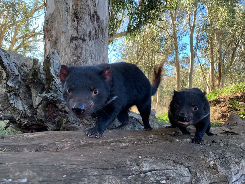 Bitsy and Bonnie: A Tale of Two Sisters