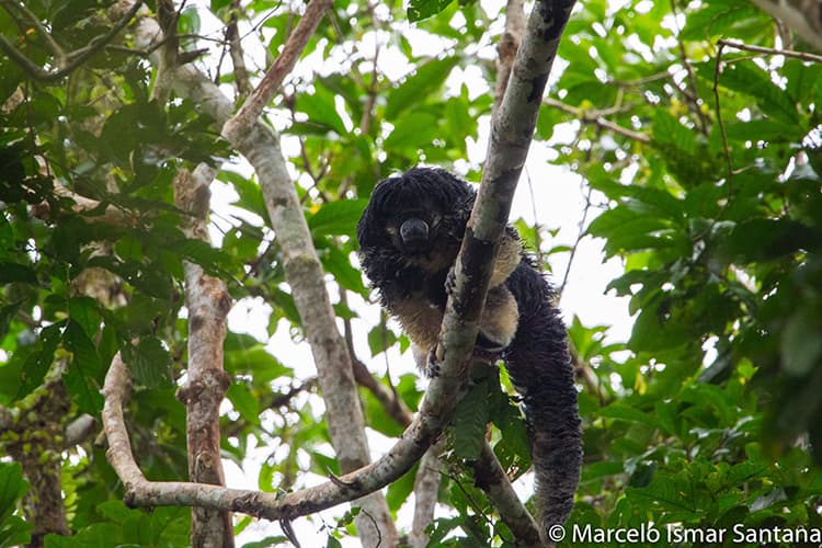 Lostcast: Broadcasting the Search for the Lost Saki Monkey