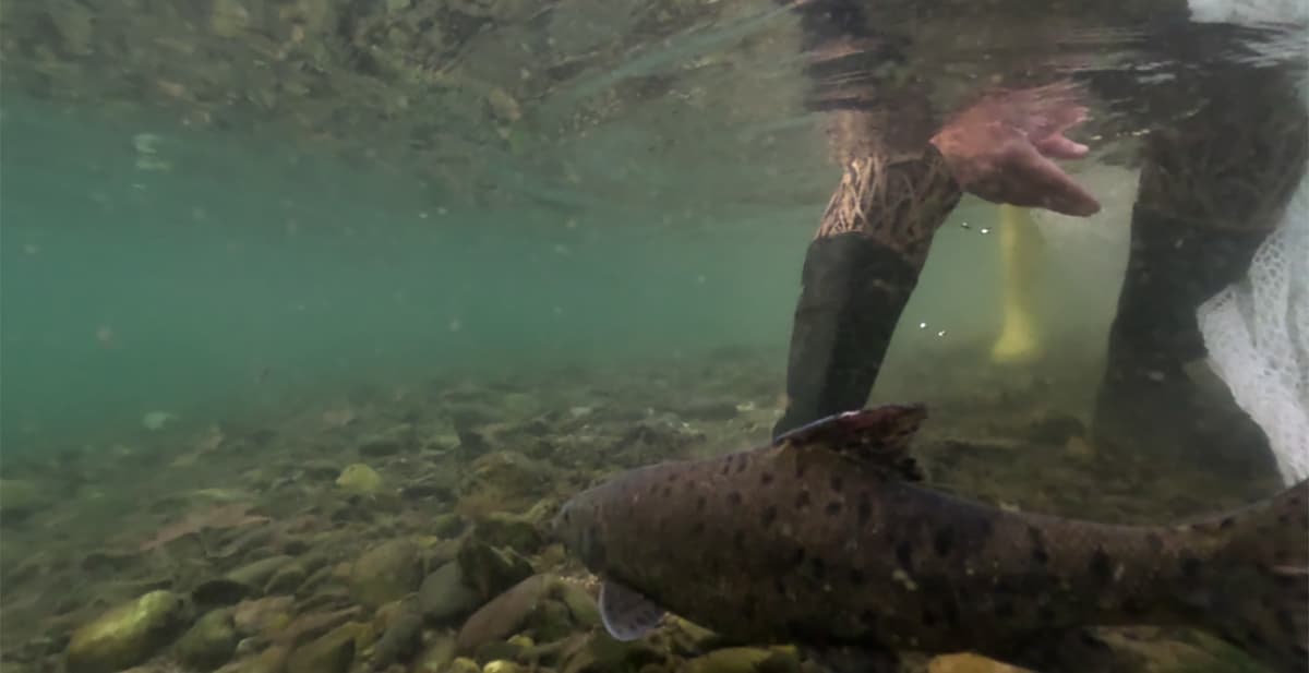 Rediscovery of lost leopard-spotted fish in Türkiye spurs hope in the midst of global freshwater fish decline