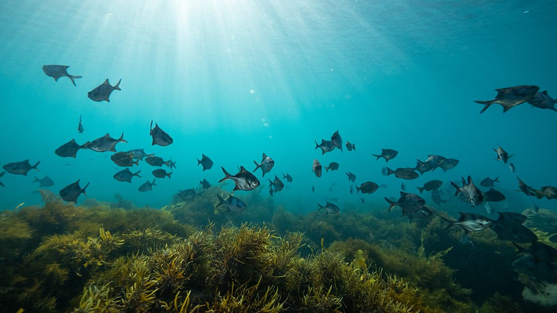 Could a seahorse smaller than your finger still live in the ocean off the coast of Australia?