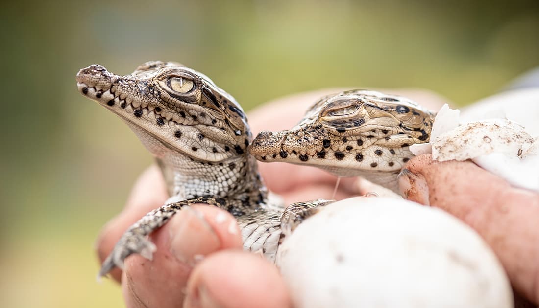 First-of-its-kind study definitively shows that conservation actions are effective at halting and reversing biodiversity loss