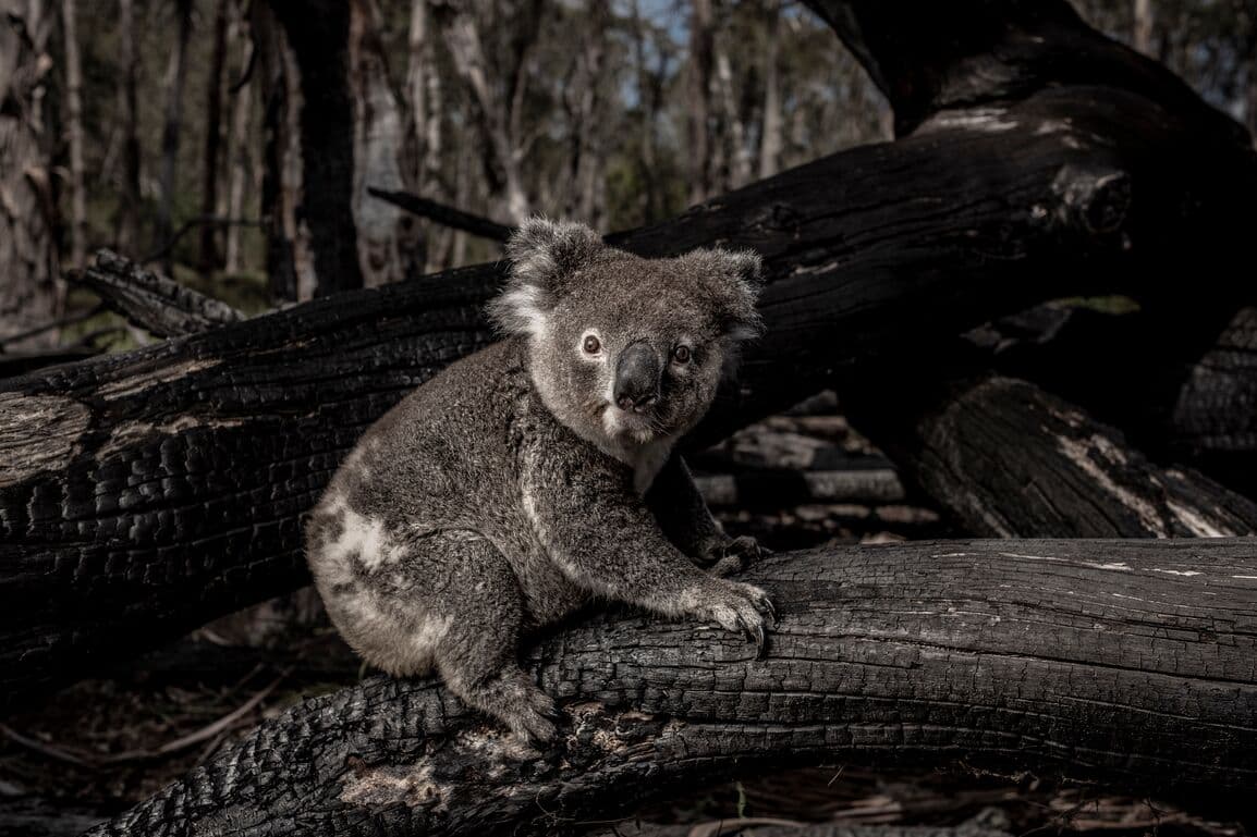 A koala rests on the remains of a fallen tree turned to charred logs in the wilds of Barrington Tops, Australia. Photo by Robin Moore.