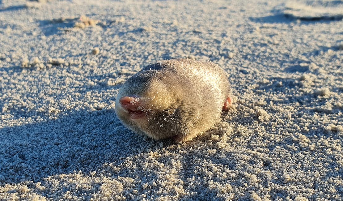 What happens after a lost species is rediscovered? First, we celebrate. Then we get to work.