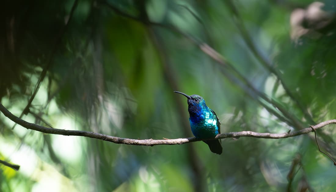 Listening and looking for a ghostly messenger